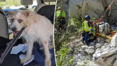 Dog rescued after falling off 50-foot cliff at Connecticut quarry