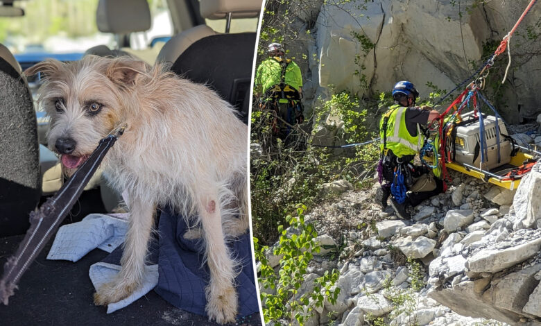 Dog rescued after falling off 50-foot cliff at Connecticut quarry