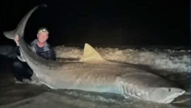 Owen Prior is an experienced fisherman, but even he was surprised when he reeled in a 12-foot tiger shark at Jacksonville Beach in Florida last weekend.