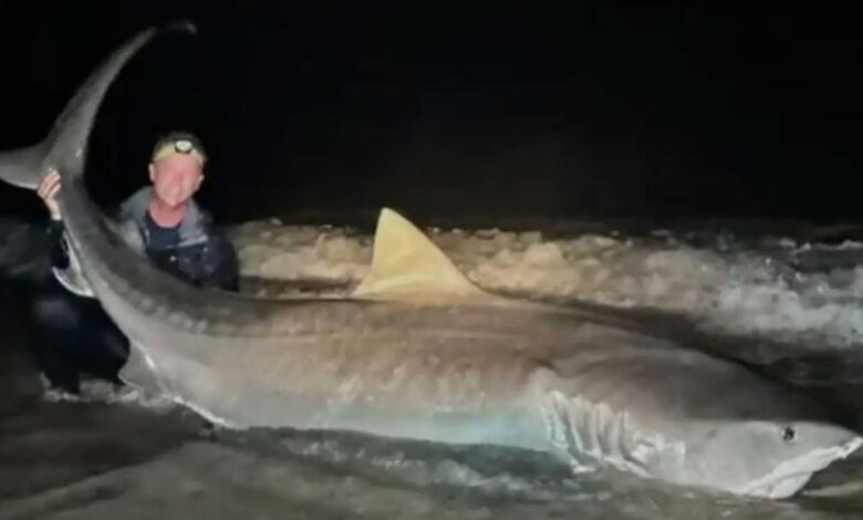 Owen Prior is an experienced fisherman, but even he was surprised when he reeled in a 12-foot tiger shark at Jacksonville Beach in Florida last weekend.