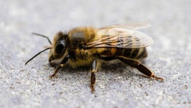 Honeybee extract is being used to make beer.