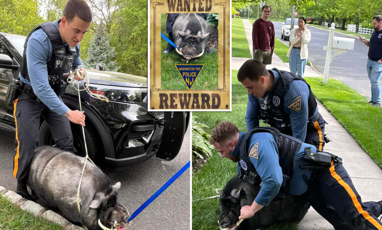 NJ cops wrangle runaway 200-pound pig named Pumba