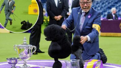 Sage the miniature poodle wins 'Best in Show' at Westminster Dog Show