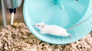 Researchers at the University of Tsukuba in Japan divided the rodents into three groups: vigorous exercise, moderate exercise, and rest. The exercise groups underwent a 30-minute treadmill session.