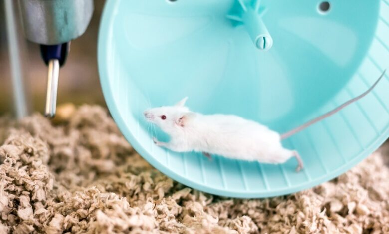 Researchers at the University of Tsukuba in Japan divided the rodents into three groups: vigorous exercise, moderate exercise, and rest. The exercise groups underwent a 30-minute treadmill session.