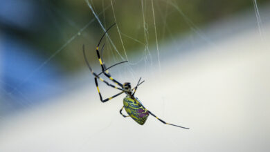 Parachuting Joro spiders expected to creep in NY this summer