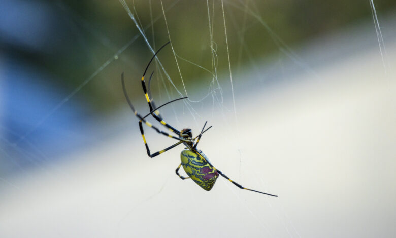 Parachuting Joro spiders expected to creep in NY this summer