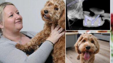 Paralyzed puppy walks again thanks to 3D printed spine