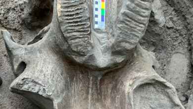 The remains of the ancient mammoth were found near the Jyrgalang River in Kyrgyzstan