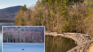 Timber! NYC selling tons of wood from upstate reservoir system