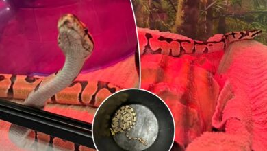 Two-foot python dubbed 'Sir Hiss' spotted at Diamond District store -- third snake found in NYC this week: cops