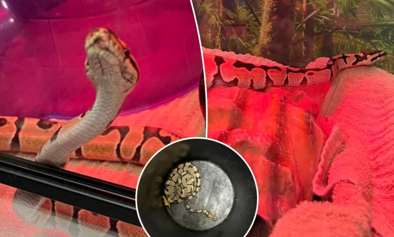 Two-foot python dubbed 'Sir Hiss' spotted at Diamond District store -- third snake found in NYC this week: cops