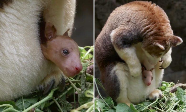 Adorable baby joey finally comes out of its mom's pouch at the Bronx Zoo