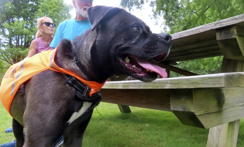 “It gets dogs out of the shelter for a few hours,” said Sarah Sangree, director of community engagement at St. Hubert’s.