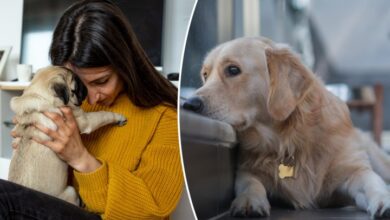 Dogs can smell their humans’ stress — and it’s bumming them out: study