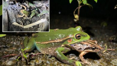 Female frogs may eat male after mating call in act of 'sexual cannibalism,’ new theory suggests