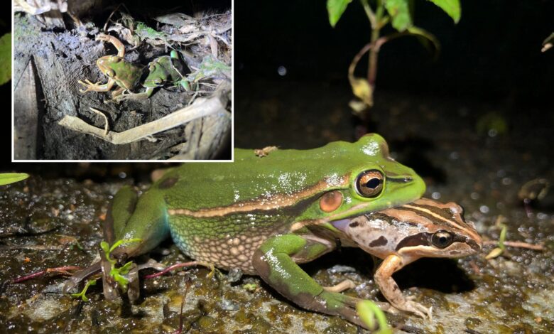 Female frogs may eat male after mating call in act of 'sexual cannibalism,’ new theory suggests