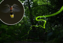 Fireflies are an enchanting phenomenon — but experts say they're disappearing