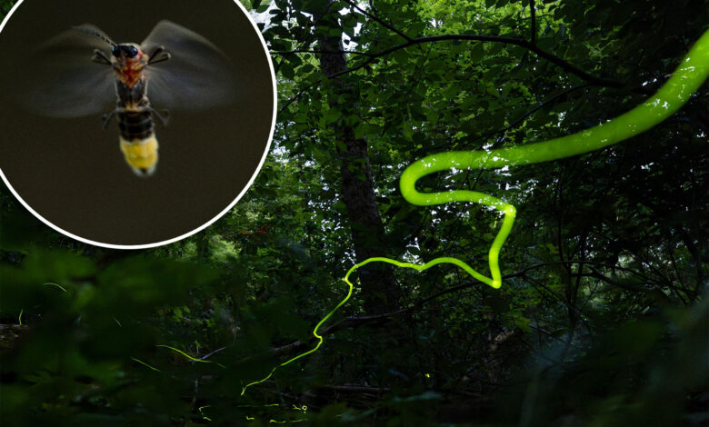 Fireflies are an enchanting phenomenon — but experts say they're disappearing