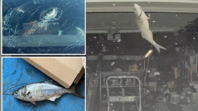 Fish falls from sky, damages New Jersey couple's Tesla