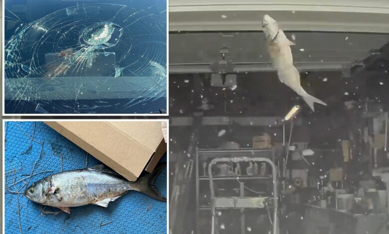 Fish falls from sky, damages New Jersey couple's Tesla