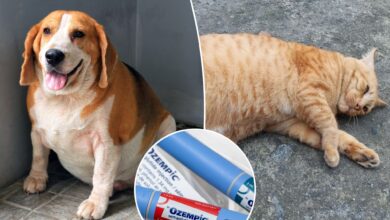 Hefty pets may benefit from Ozempic-style drugs, experts say