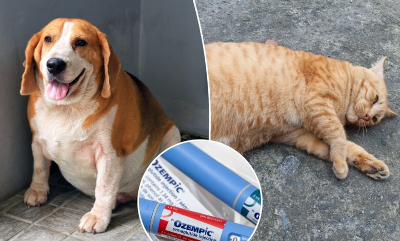 Hefty pets may benefit from Ozempic-style drugs, experts say