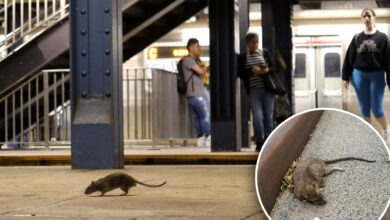 NYC rat population 'stressed' by heat, reproducing less