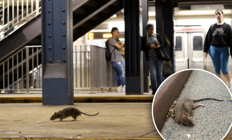 NYC rat population 'stressed' by heat, reproducing less