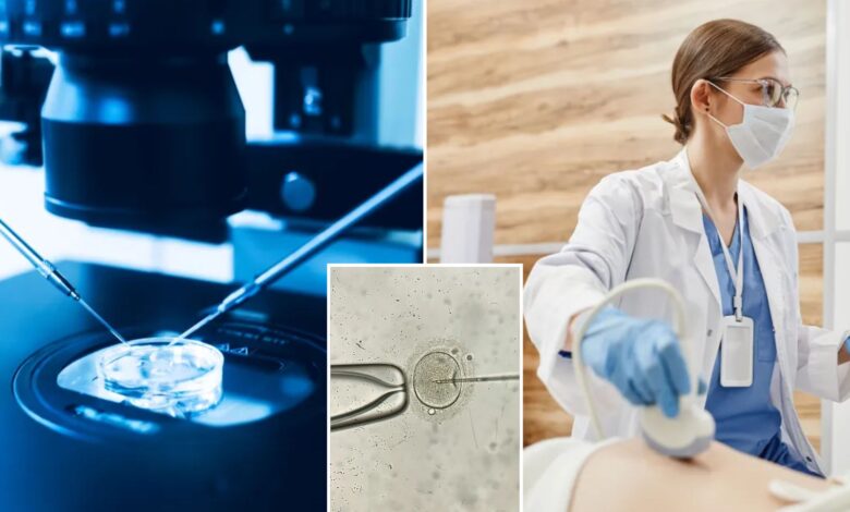 New 3D embryo imaging method may improve IVF outcomes: study