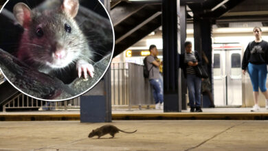 New York is not the most rat-infested place in the US