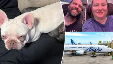 Overheated dog dies on airplane