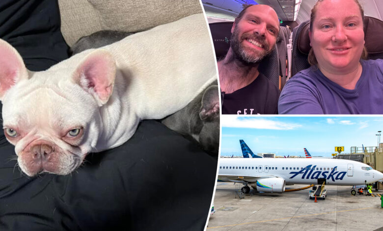 Overheated dog dies on airplane