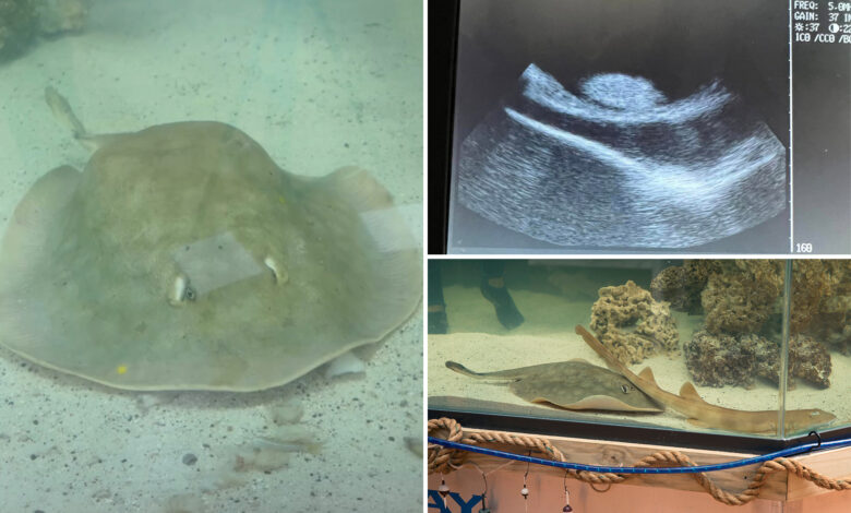 Stingray that became pregnant without a male companion dies