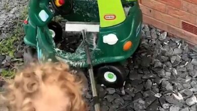 In a now-viral TikTok, Finleigh Powell explained her two-year-old son had wanted a toy car for a while, so she asked permission from the owner and snapped it up.
