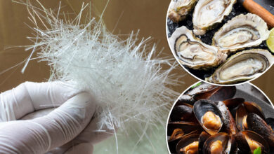 ‘Disturbingly’ high levels of fiberglass discovered in oysters and mussels, new study warns