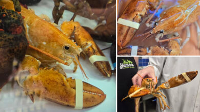 1-in-30 million orange lobster rescued from Hamptons' Stop & Shop