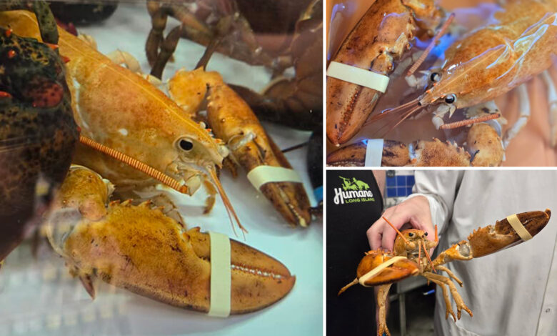 1-in-30 million orange lobster rescued from Hamptons' Stop & Shop