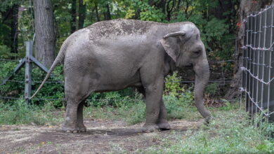 Bronx Zoo's elephant 'Happy' hasn't been spotted in public -- and activists aren't happy over the mystery