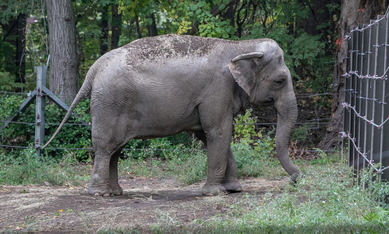 Bronx Zoo's elephant 'Happy' hasn't been spotted in public -- and activists aren't happy over the mystery