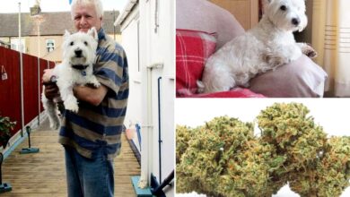 Dog rushed to vet after eating weed and getting high on the beach