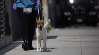 First-ever public animal shelter opens in Queens -- after dogged 24-year saga