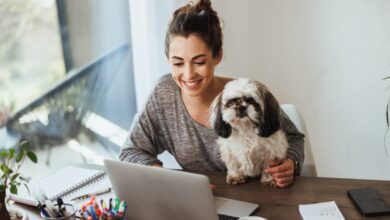 Attractive young female freelancer working on laptop from her home and having her pet dog in her lap to keep her company.