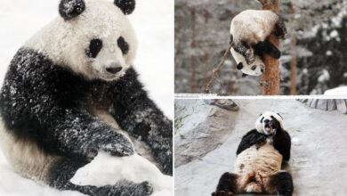 Ähtäri zoo in Finland zoo returning pandas to China over costs