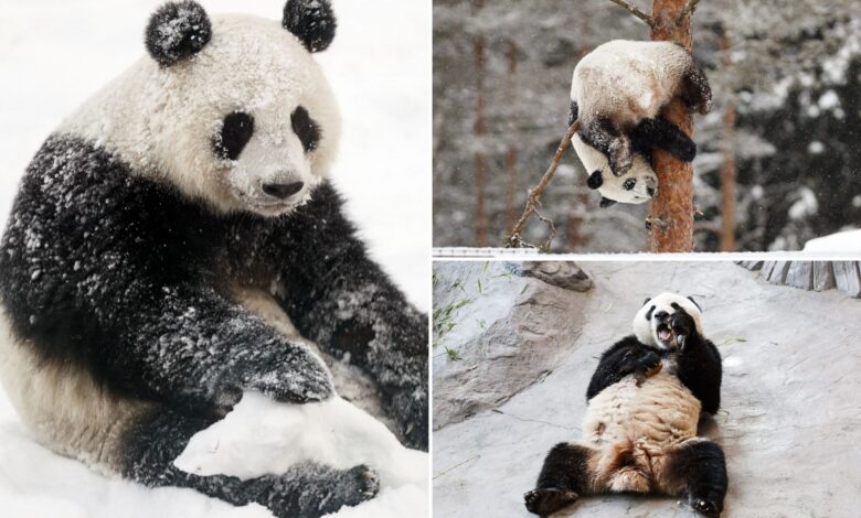 Ähtäri zoo in Finland zoo returning pandas to China over costs