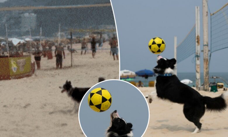 Brazil's latest sports star is a dog who mastered footvolley