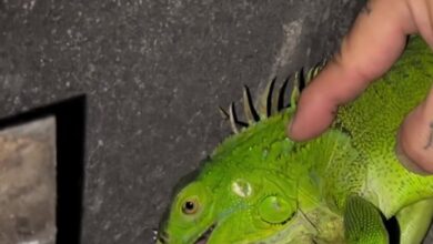 Iguana in fireplace