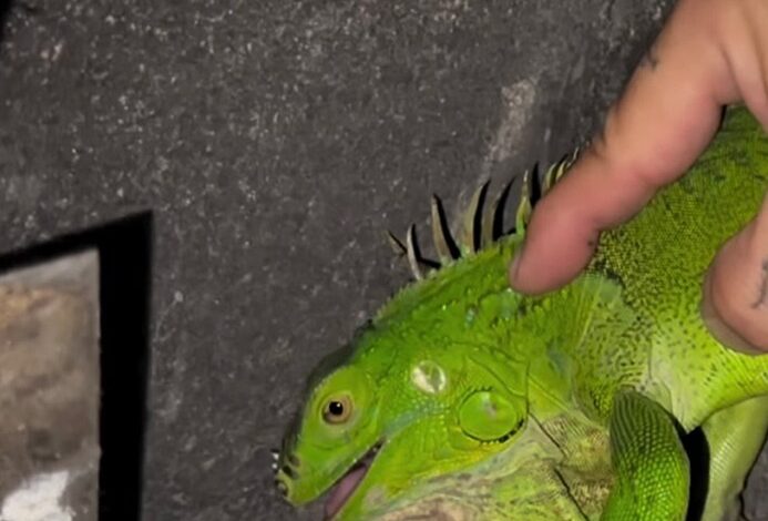 Iguana in fireplace