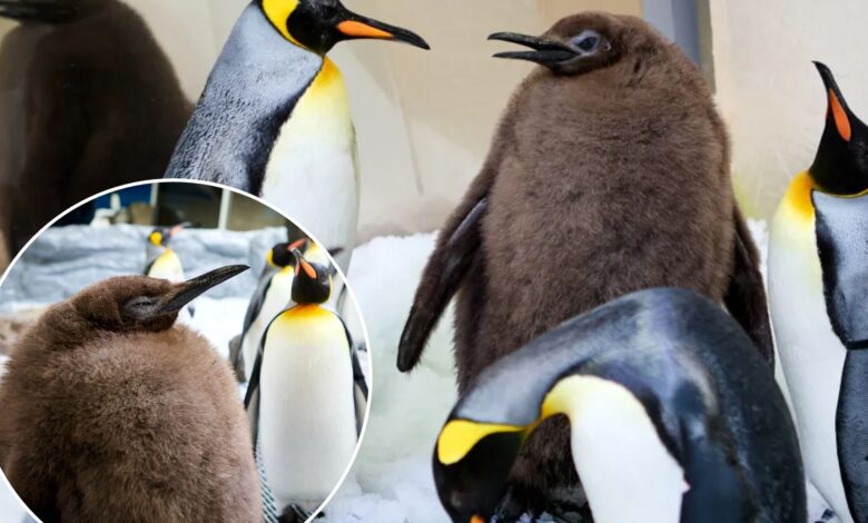 Meet Pesto, the 49-pound baby penguin going viral online