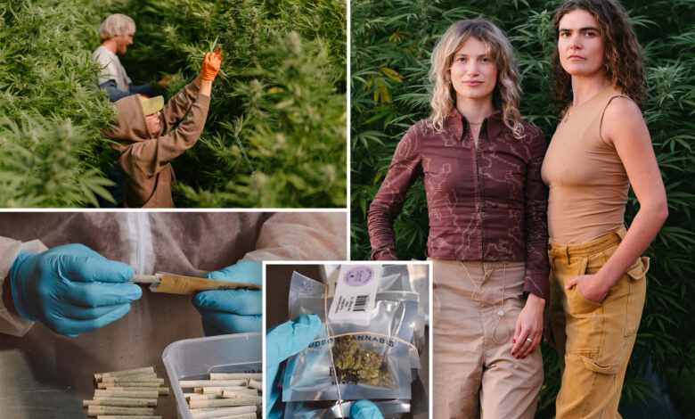 NY pot farm moves 100,000 economical 'dime bags' under legalization